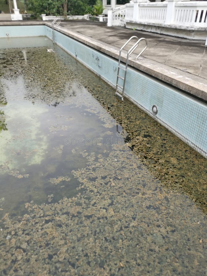 809 Algae Swimming Pool Stock Photos Free & RoyaltyFree Stock Photos