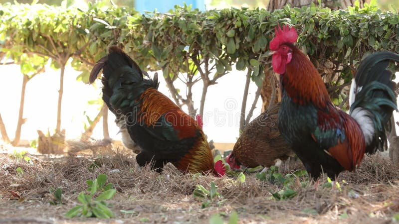 Image vibrante d'un coq et de poules à la recherche de nourriture sur une ferme sous le soleil chaud. les poulets pique au sol sur banque de vidéos