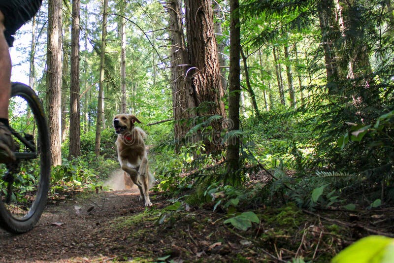 Trail Dogs Chasing Mountain Biker down trail