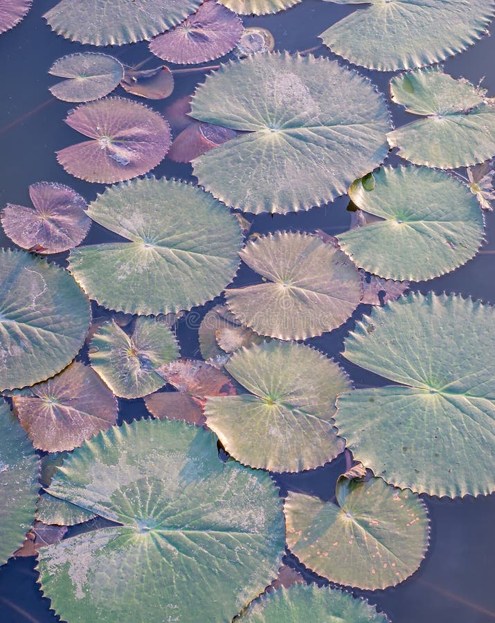 Image of a water plant stock image