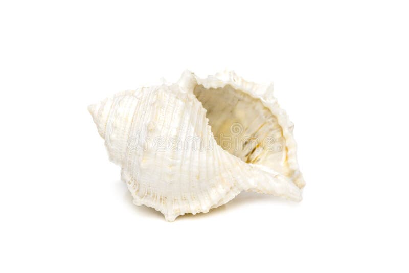 Image of white conch seashells on a white background. Undersea Animals. Sea Shells stock photos