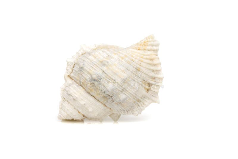 Image of white conch seashells on a white background. Undersea Animals. Sea Shells stock images