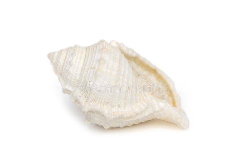 Image of white conch seashells on a white background. Undersea Animals. Sea Shells royalty free stock photography