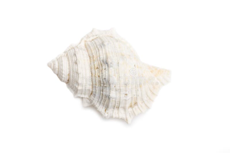 Image of white conch seashells on a white background. Undersea Animals. Sea Shells royalty free stock photos