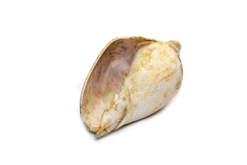 Image of white conch shell isolated on white background. Undersea Animals. Sea Shells royalty free stock images