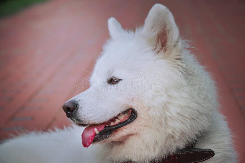 A Beautiful White Samoyed with a Clean White Fur. Stock Photo Image