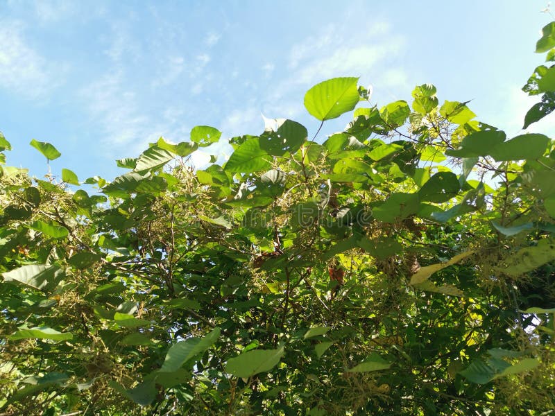 Wild chinese parasol tree with tiny flora royalty free stock images