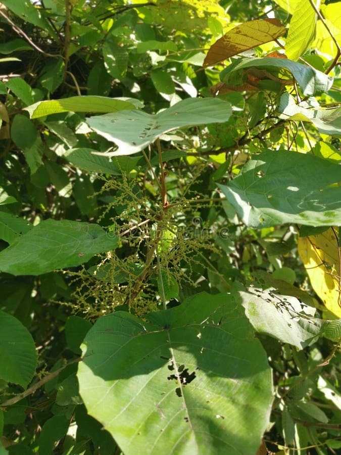 Wild chinese parasol tree with tiny flora royalty free stock image