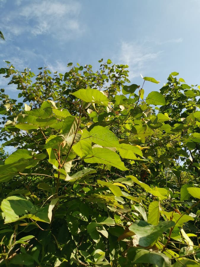 Wild chinese parasol tree with tiny flora royalty free stock photos
