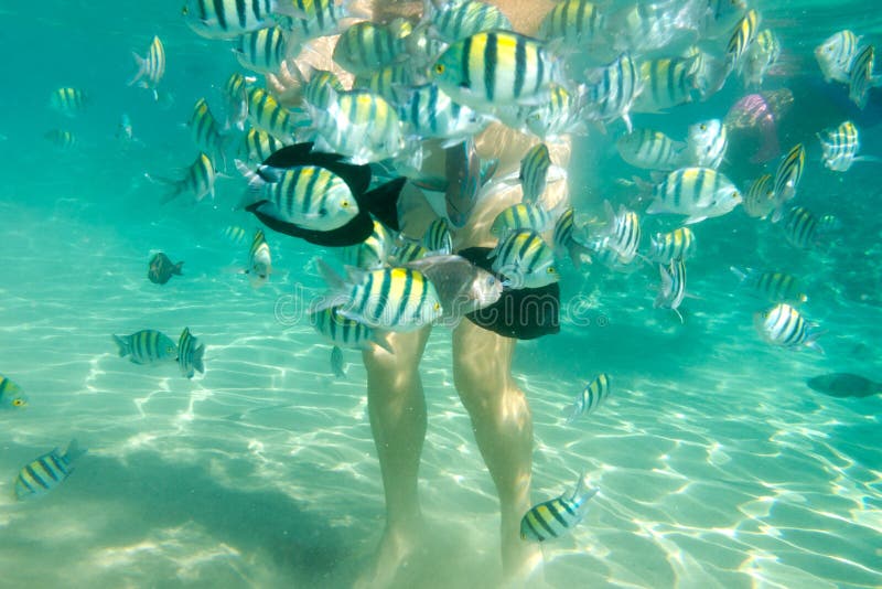 Feeding of fish stock photo Feeding of fish stock photo