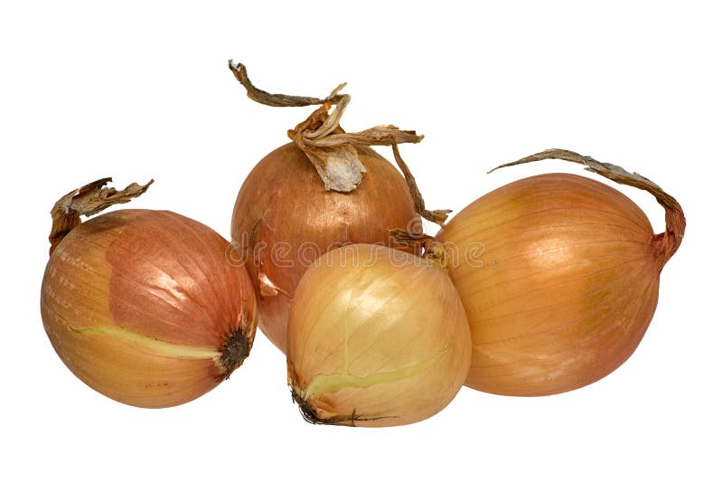 Yellow Onion on White Background Stock Image Image of grocery