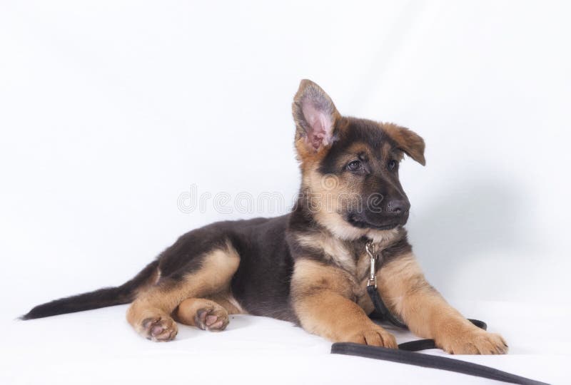 German Shepherd Laying Down Stock Image Image of animal, grass 57394383