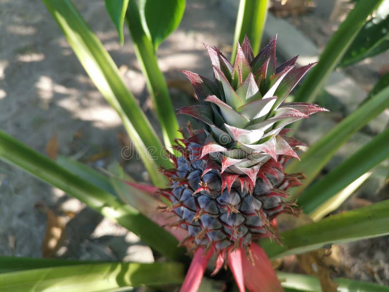 Young Pineapple Fruit with the Green Growing Crown. Stock Image Image of commelinids, organic