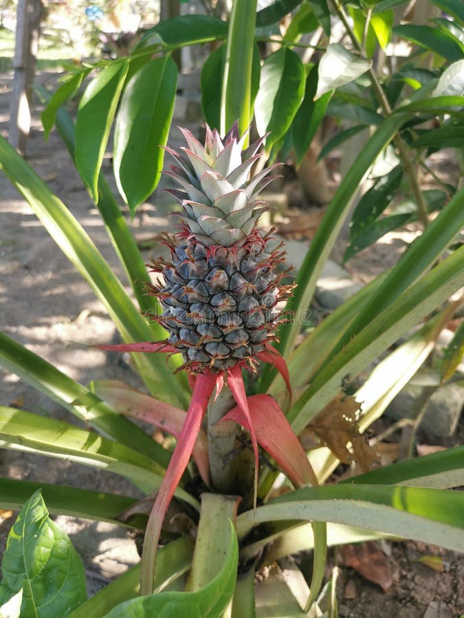 Young Pineapple Fruit with the Green Growing Crown. Stock Image Image of leaf, fruit 211712113