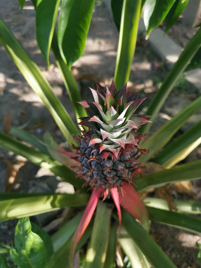Young Pineapple Fruit with the Green Growing Crown. Stock Photo Image of ananas, color 211712108