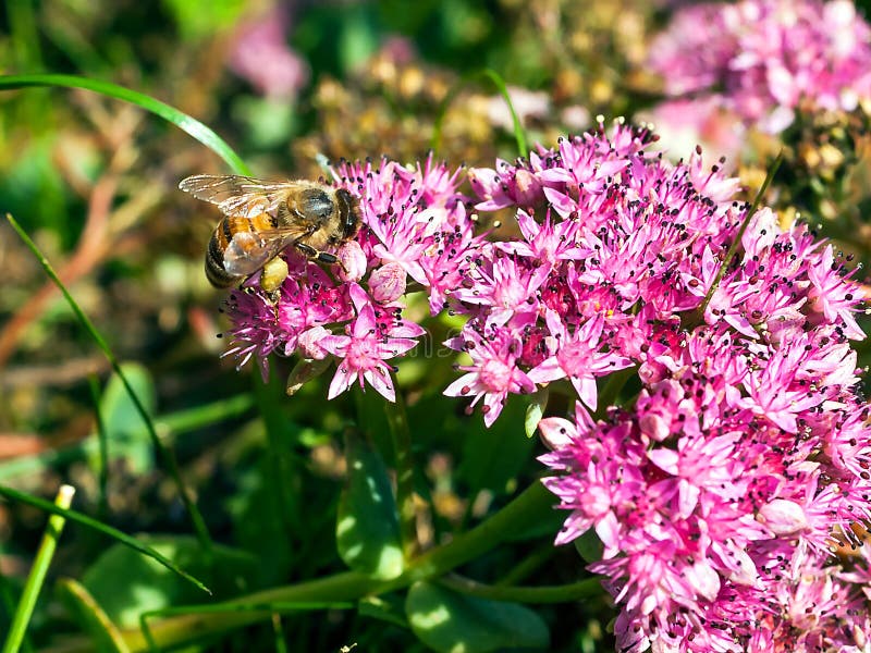 Imagem aproximada de uma Abelha Ocidental ou Europeia Apis Mellifera Colhidora de Pólen de Stonecrop Sedum Anglicum, foto de stock Imagem aproximada de uma Abelha Ocidental ou Europeia Apis Mellifera Colhidora de Pólen de Stonecrop Sedum Anglicum, foto de stock