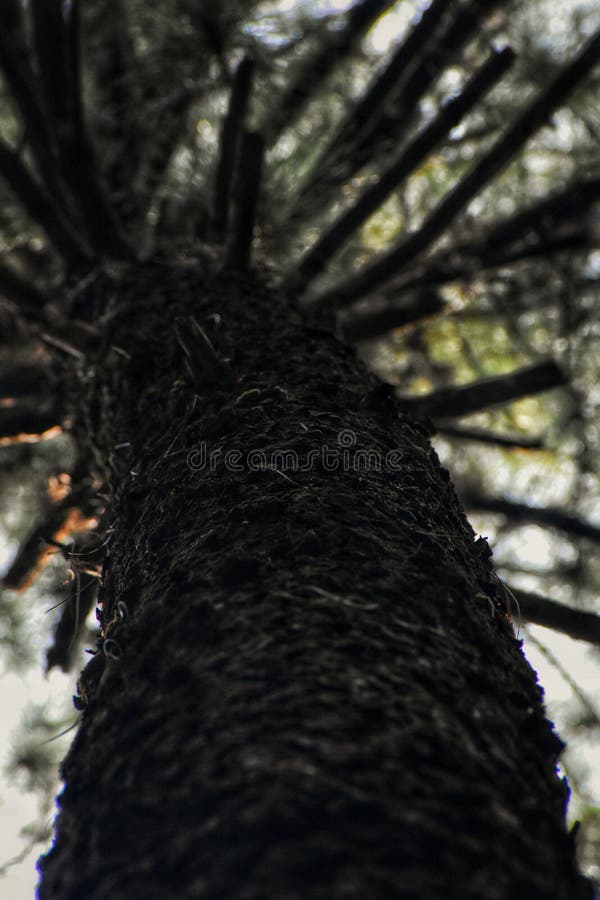 Imagem aproximada do pinheiro imagem de stock royalty free