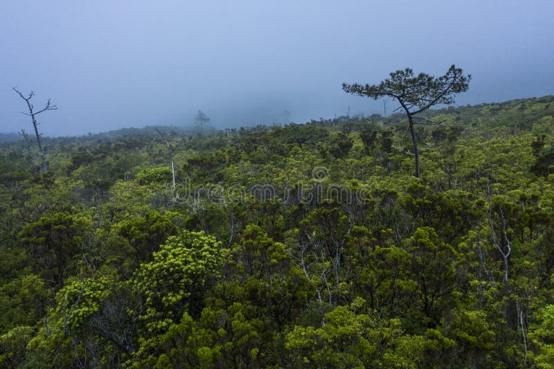 Imagem aérea sobre a misteriosa floresta na paisagem de nevoeiro em cabeco gordo nos basais azores insulares