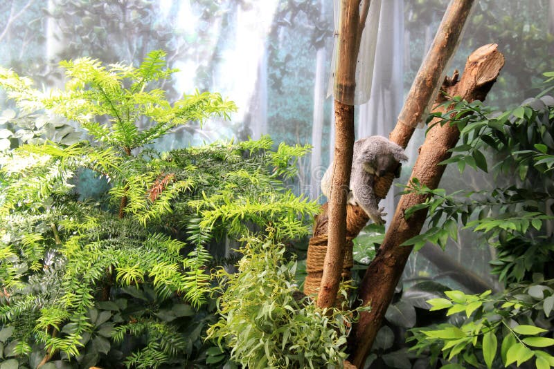 Imagem bonita da coala nas árvores, Cleveland Zoo, Ohio, 2016 imagens de stock Imagem bonita da coala nas árvores, Cleveland Zoo, Ohio, 2016 imagens de stock