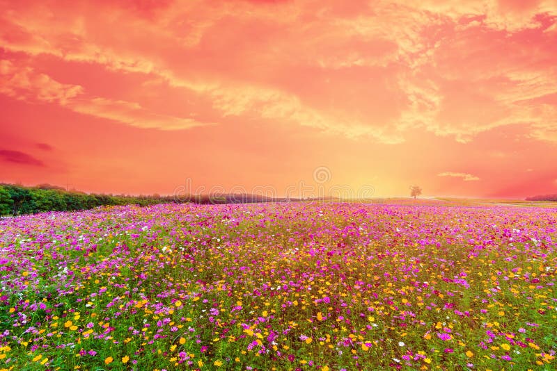 Imagem Bonita Da Paisagem Com Campo De Flor Do Cosmos Foto de Stock - Imagem de cosmos, lazer: 105241436 Imagem Bonita Da Paisagem Com Campo De Flor Do Cosmos Foto de Stock - Imagem de cosmos, lazer: 105241436