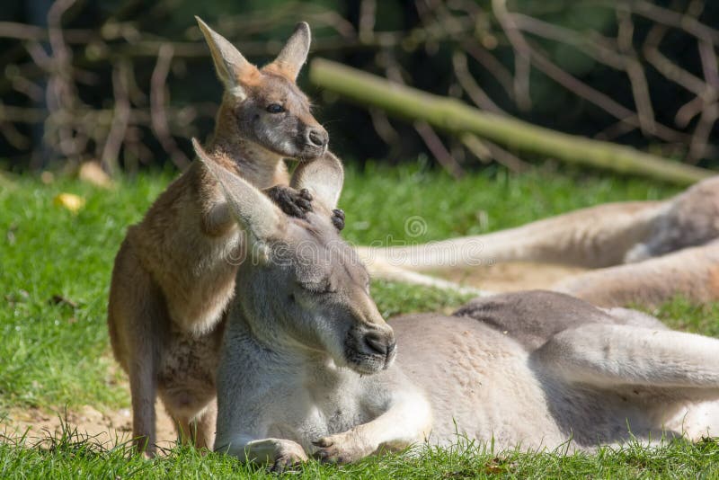 Imagem bonito do animal do joey Canguru do bebê que sustenta a mãe
