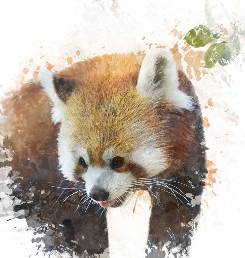 Imagem da aquarela da panda vermelha ilustração stock Imagem da aquarela da panda vermelha ilustração stock