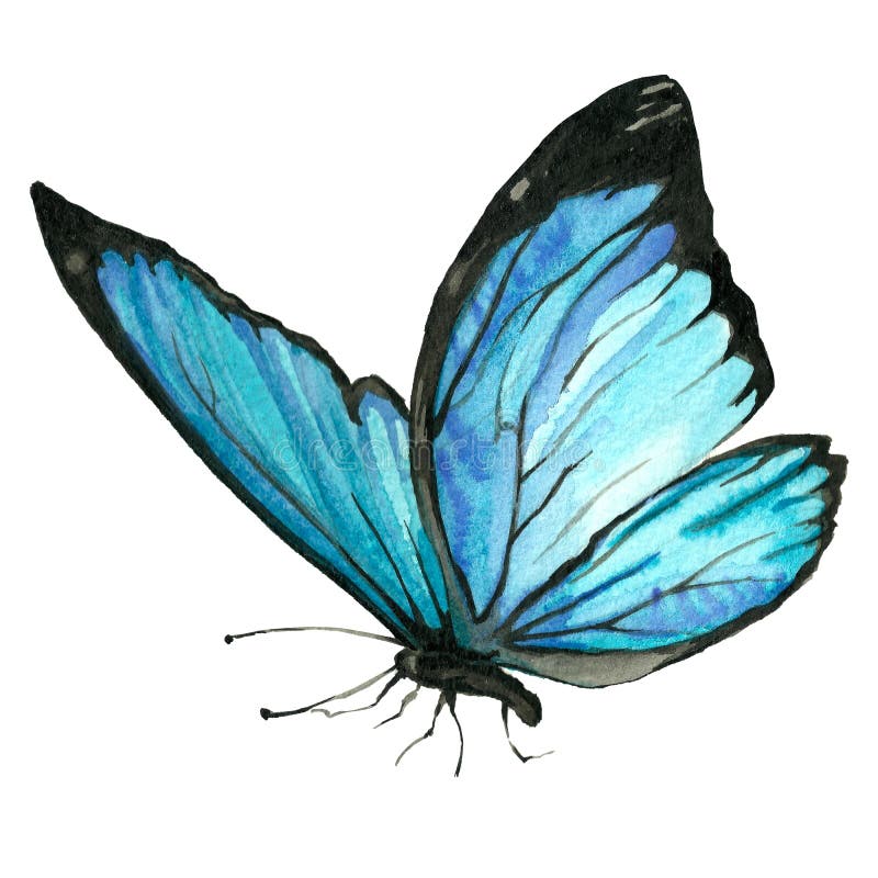 Imagem da aquarela de uma borboleta em um fundo branco ilustração royalty free Imagem da aquarela de uma borboleta em um fundo branco ilustração royalty free