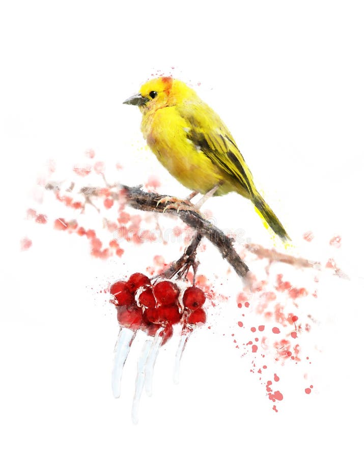 Imagem da aquarela do pássaro amarelo ilustração royalty free Imagem da aquarela do pássaro amarelo ilustração royalty free