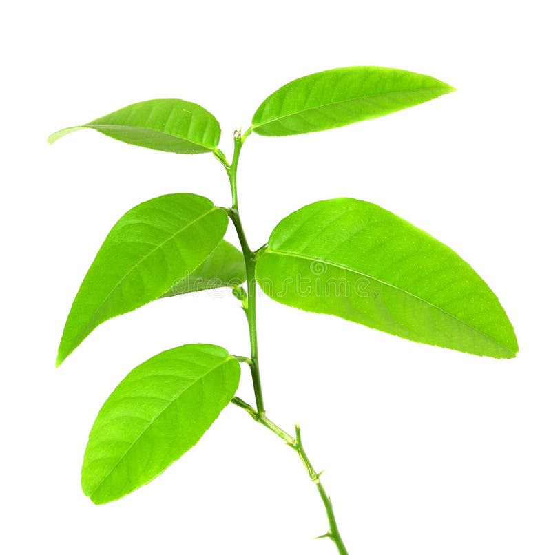 Imagem de planta verde isolada sobre fundo branco fotografia de stock