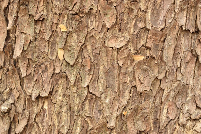 Tree Bark Rugged Texture Background Macro Stock Photograph Image. Tree Bark Rugged Texture Background Macro Stock Photograph Image