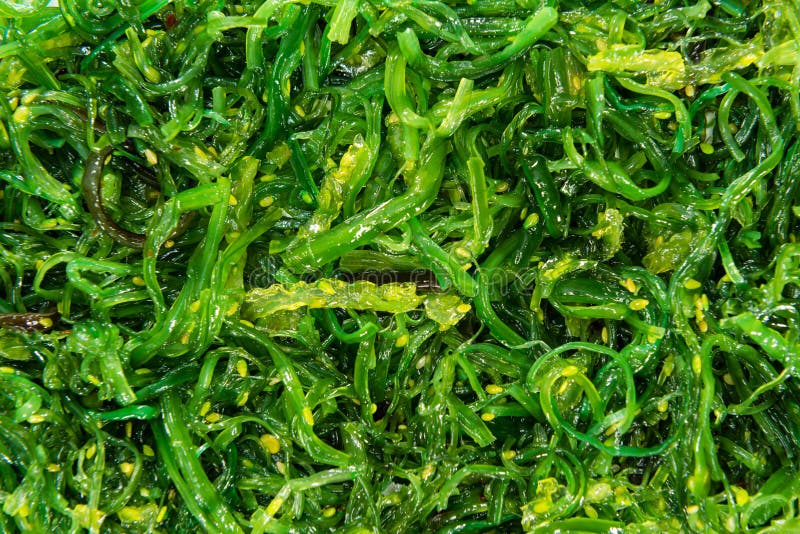 Imagem de fundo da salada da alga foto de stock royalty free Imagem de fundo da salada da alga foto de stock royalty free