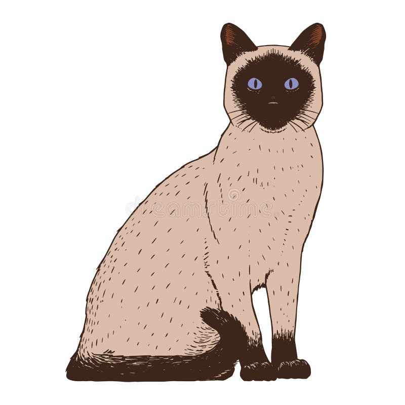 Imagem De Gato Realista Isolada Ilustração do Vetor - Ilustração de animal,  cara: 219319622