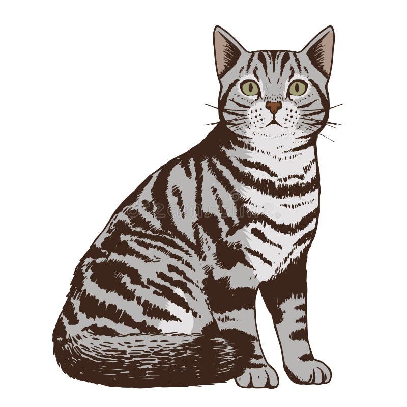 Ilustração Realista Do Desenho Vetorial Do Gato De Estimação Fofo