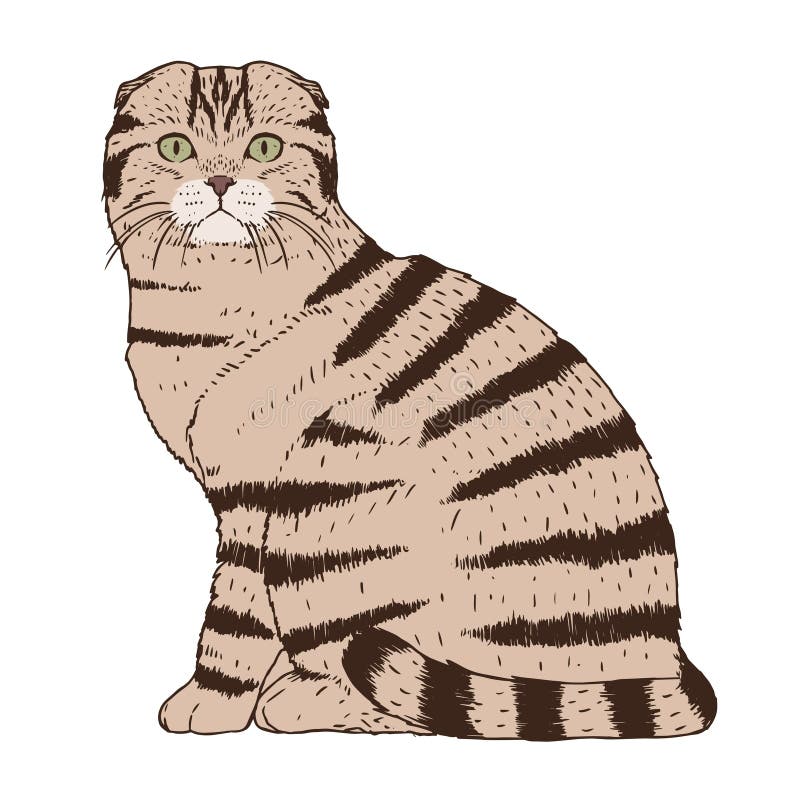 Imagem De Gato Realista Isolada Ilustração do Vetor - Ilustração de animal,  cara: 219319622
