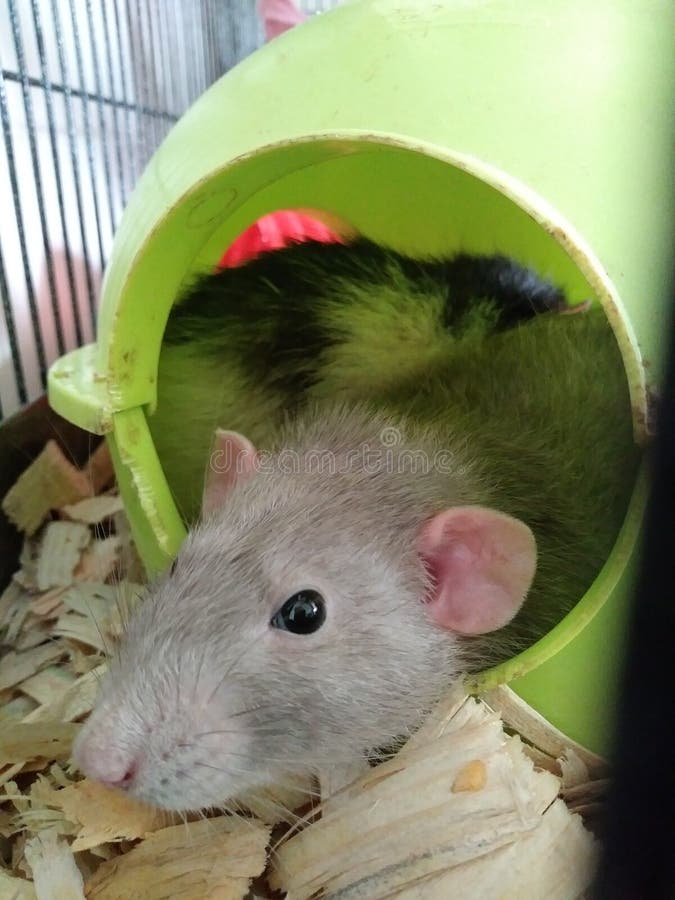 Rato dumbo cinzento em close-up imagem de stock royalty free