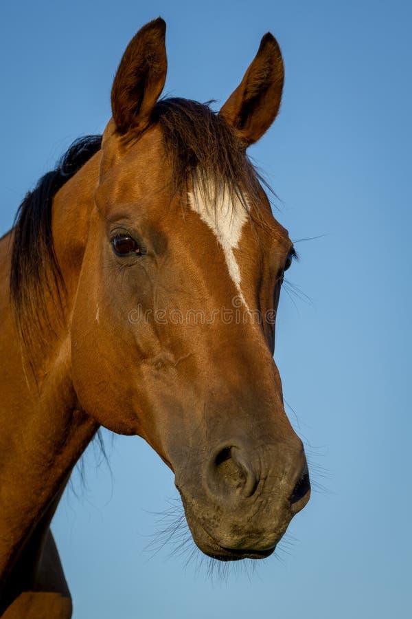 Close up da cara do cavalo foto de stock. Imagem de pasto - 34956360