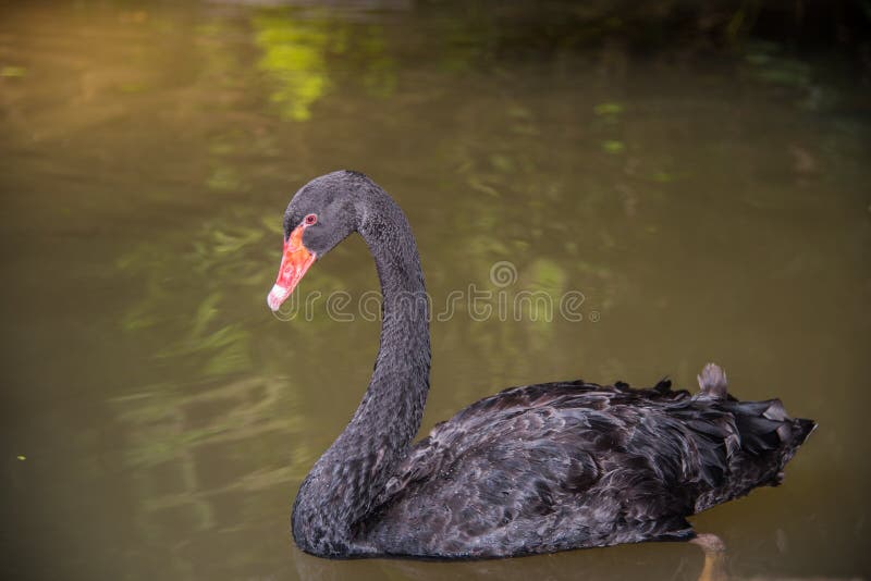 Imagem de uma natação da cisne preta em uma associação imagem de stock Imagem de uma natação da cisne preta em uma associação imagem de stock