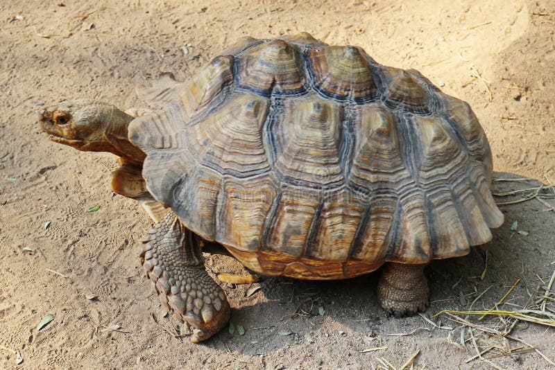 Imagem de uma tartaruga de Sulcata que anda na terra fotos de stock Imagem de uma tartaruga de Sulcata que anda na terra fotos de stock