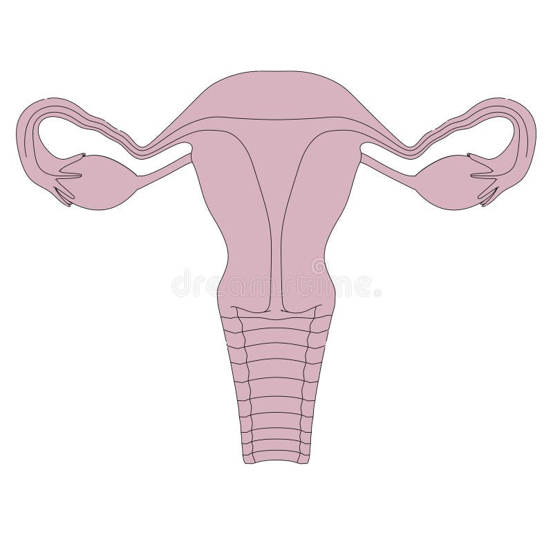 Imagem Do Utero Humano Ilustracao Stock Ilustracao De Utero 36045424