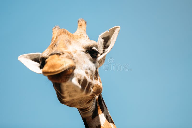 Fotografia em close-up de uma girafa a olhar para a câmara imagem de stock