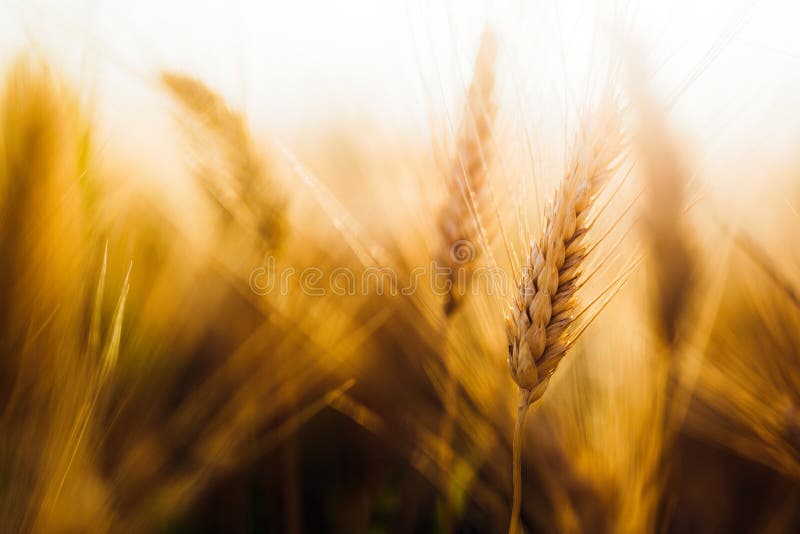 Imagem do close-up do trigo dourado no campo fotografia de stock