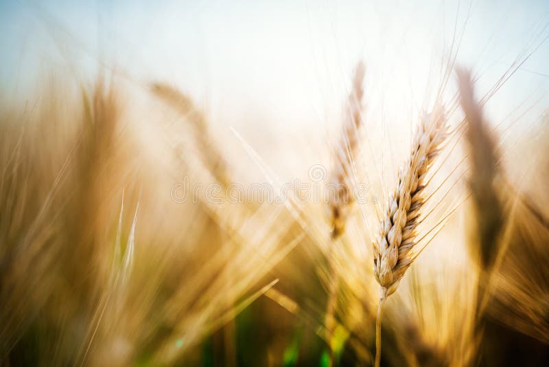 Imagem do close-up do trigo dourado no campo imagem de stock royalty free