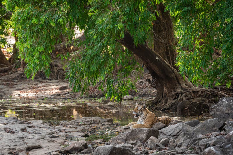 Imagem do habitat do tigre fêmea selvagem que descansa sob a máscara de árvores de Java Plum para a brisa fresca na tarde quente foto de stock Imagem do habitat do tigre fêmea selvagem que descansa sob a máscara de árvores de Java Plum para a brisa fresca na tarde quente foto de stock