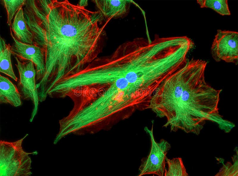 Imagem Do Microscópio De Fluorescência Das Pilhas Humanas Que Submetem-se à Cariocinese Foto de Stock - Imagem de fibroblastos, fluorescente: 100578362