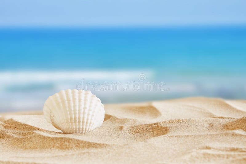 Imagem do Sandy Beach e da concha do mar tropicais