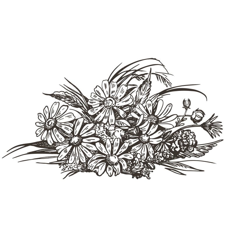 Imagem do vetor de um ramalhete de flores selvagens Esbo?o do vintage ilustração stock Imagem do vetor de um ramalhete de flores selvagens Esbo?o do vintage ilustração stock
