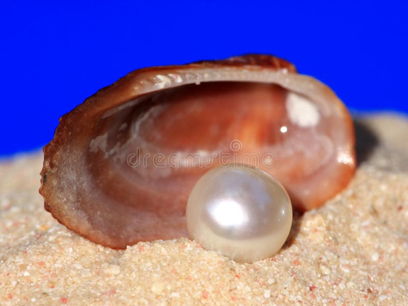 Macro image of pearl with sand and shells. Macro image of pearl with sand and shells