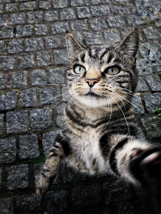 Um Gato Fofo Com Uma Cara Insatisfeita Engraçada Sentado Na Sala De Jogos  No Meio Do Conjunto De Construção Imagem de Stock - Imagem de pele, relaxe:  273463869