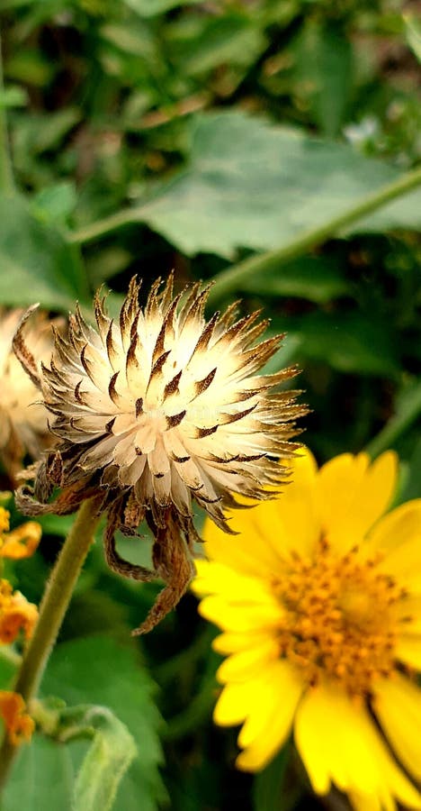 Imagem estreita da flor seca imagem de stock