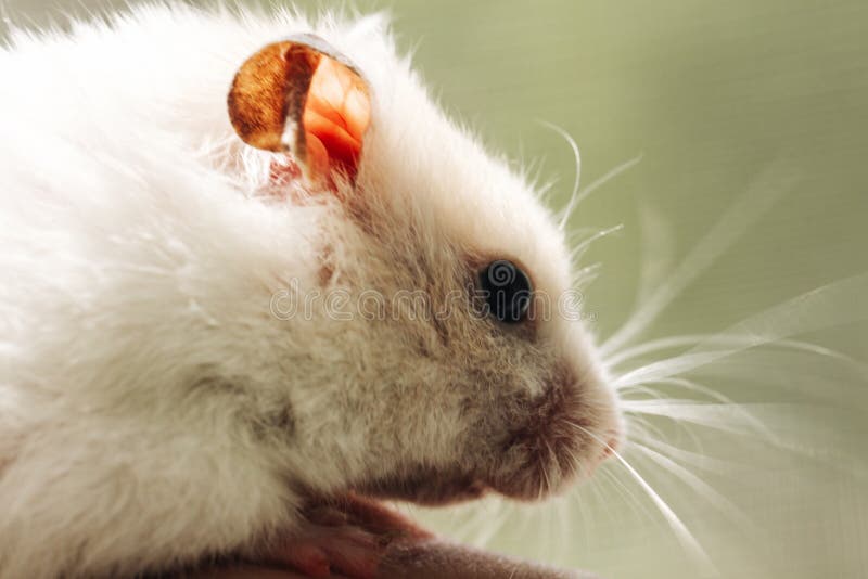 Um hamster com longos bigodes está sobre uma pilha de doces.